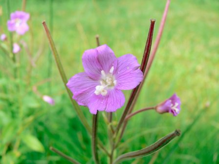 Blüte cyclam