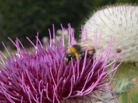 Distel mit Hummel