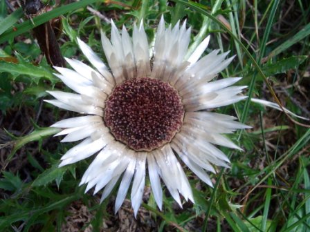 Silberdistel